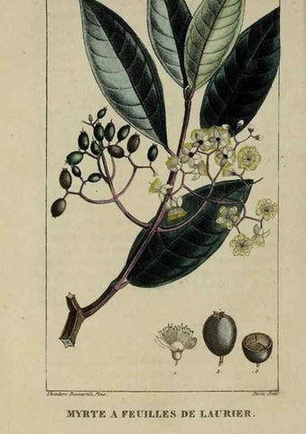 Reproducción/Reproduction 33294638208: Flore pittoresque et médicale des Antilles, ou, Histoire naturelle des plantes usuelles des colonies françaises, anglaises, espagnoles, et portugaises /. Paris :Ches l'Editeur,1833.. 