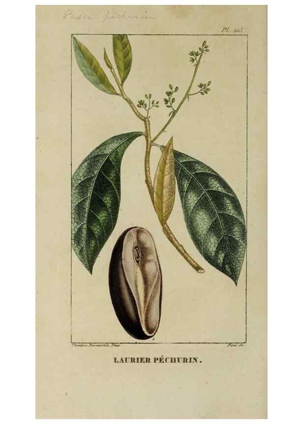Reproducción/Reproduction 46255742725: Flore pittoresque et médicale des Antilles, ou, Histoire naturelle des plantes usuelles des colonies françaises, anglaises, espagnoles, et portugaises /. Paris :Ches l'Editeur,1833.. 