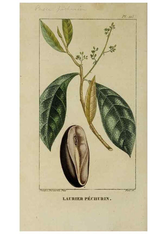 Reproducción/Reproduction 46255742725: Flore pittoresque et médicale des Antilles, ou, Histoire naturelle des plantes usuelles des colonies françaises, anglaises, espagnoles, et portugaises /. Paris :Ches l'Editeur,1833.. 