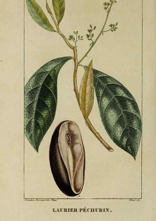 Reproducción/Reproduction 46255742725: Flore pittoresque et médicale des Antilles, ou, Histoire naturelle des plantes usuelles des colonies françaises, anglaises, espagnoles, et portugaises /. Paris :Ches l'Editeur,1833.. 