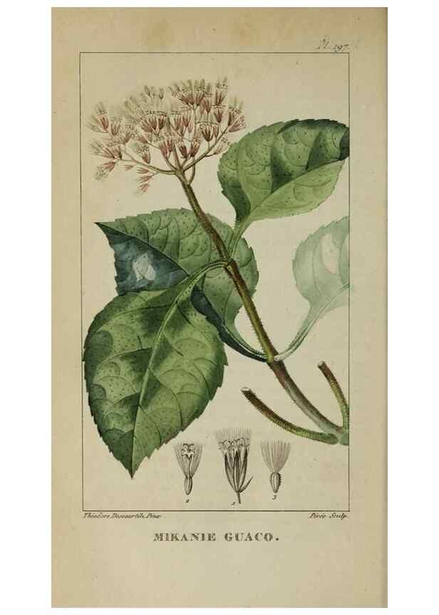 Reproducción/Reproduction 47169831251: Flore pittoresque et médicale des Antilles, ou, Histoire naturelle des plantes usuelles des colonies françaises, anglaises, espagnoles, et portugaises /. Paris :Ches l'Editeur,1833.. 