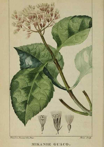 Reproducción/Reproduction 47169831251: Flore pittoresque et médicale des Antilles, ou, Histoire naturelle des plantes usuelles des colonies françaises, anglaises, espagnoles, et portugaises /. Paris :Ches l'Editeur,1833.. 