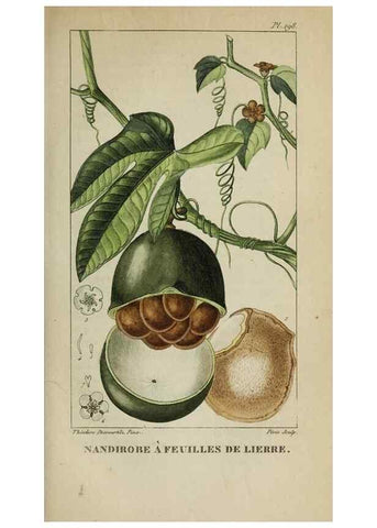 Reproducción/Reproduction 47169832601: Flore pittoresque et médicale des Antilles, ou, Histoire naturelle des plantes usuelles des colonies françaises, anglaises, espagnoles, et portugaises /. Paris :Ches l'Editeur,1833.. 
