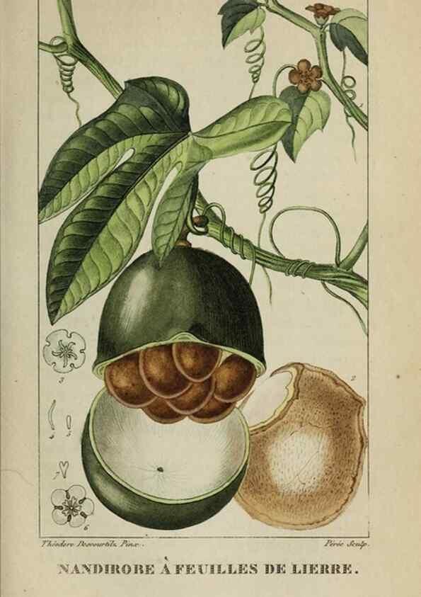 Reproducción/Reproduction 47169832601: Flore pittoresque et médicale des Antilles, ou, Histoire naturelle des plantes usuelles des colonies françaises, anglaises, espagnoles, et portugaises /. Paris :Ches l'Editeur,1833.. 