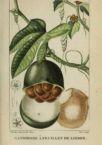 Reproducción/Reproduction 47169832601: Flore pittoresque et médicale des Antilles, ou, Histoire naturelle des plantes usuelles des colonies françaises, anglaises, espagnoles, et portugaises /. Paris :Ches l'Editeur,1833.. 