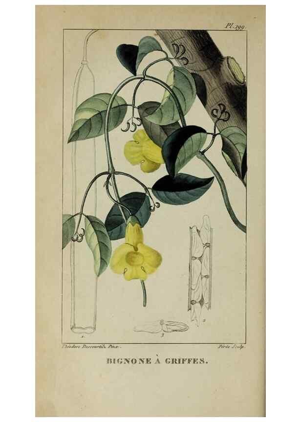 Reproducción/Reproduction 46255729805: Flore pittoresque et médicale des Antilles, ou, Histoire naturelle des plantes usuelles des colonies françaises, anglaises, espagnoles, et portugaises /. Paris :Ches l'Editeur,1833.. 