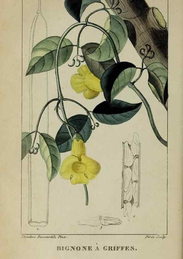 Reproducción/Reproduction 46255729805: Flore pittoresque et médicale des Antilles, ou, Histoire naturelle des plantes usuelles des colonies françaises, anglaises, espagnoles, et portugaises /. Paris :Ches l'Editeur,1833.. 