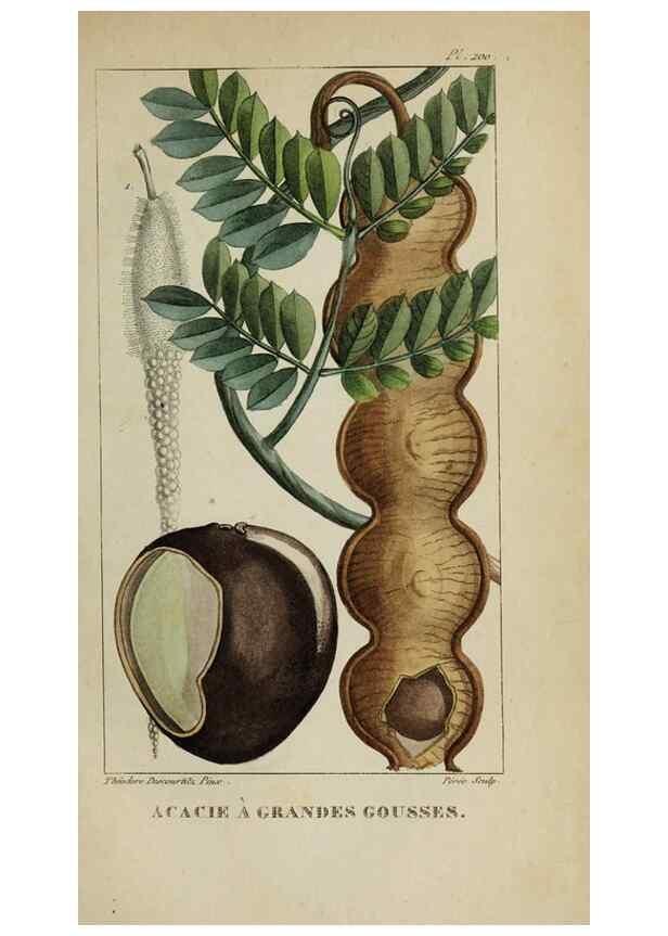 Reproducción/Reproduction 46446319264: Flore pittoresque et médicale des Antilles, ou, Histoire naturelle des plantes usuelles des colonies françaises, anglaises, espagnoles, et portugaises /. Paris :Ches l'Editeur,1833.. 