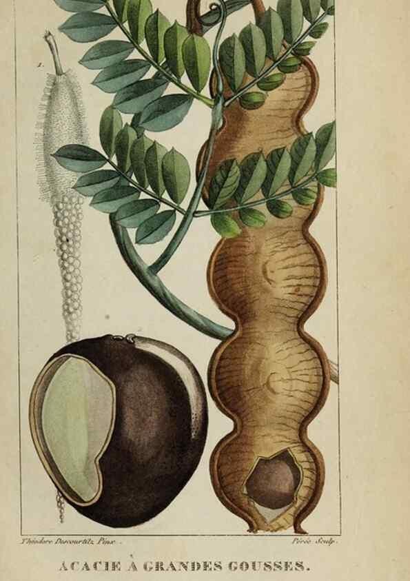 Reproducción/Reproduction 46446319264: Flore pittoresque et médicale des Antilles, ou, Histoire naturelle des plantes usuelles des colonies françaises, anglaises, espagnoles, et portugaises /. Paris :Ches l'Editeur,1833.. 