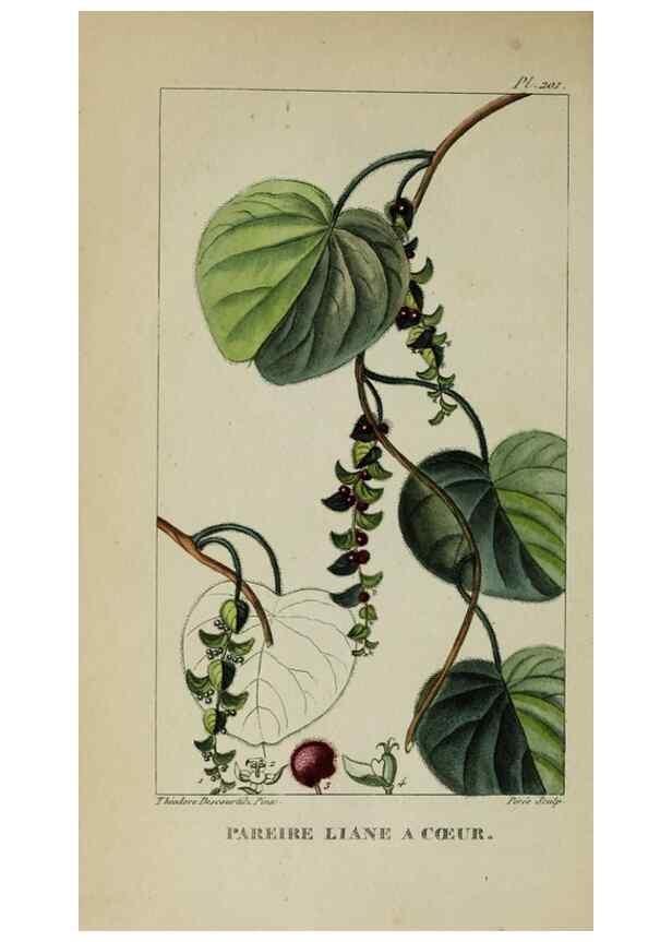 Reproducción/Reproduction 46446320674: Flore pittoresque et médicale des Antilles, ou, Histoire naturelle des plantes usuelles des colonies françaises, anglaises, espagnoles, et portugaises /. Paris :Ches l'Editeur,1833.. 