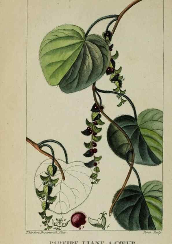 Reproducción/Reproduction 46446320674: Flore pittoresque et médicale des Antilles, ou, Histoire naturelle des plantes usuelles des colonies françaises, anglaises, espagnoles, et portugaises /. Paris :Ches l'Editeur,1833.. 