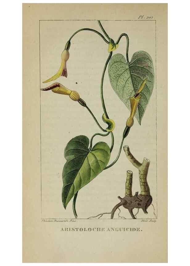 Reproducción/Reproduction 46446322184: Flore pittoresque et médicale des Antilles, ou, Histoire naturelle des plantes usuelles des colonies françaises, anglaises, espagnoles, et portugaises /. Paris :Ches l'Editeur,1833.. 