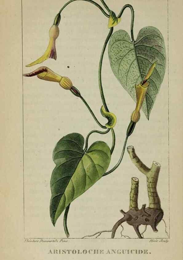Reproducción/Reproduction 46446322184: Flore pittoresque et médicale des Antilles, ou, Histoire naturelle des plantes usuelles des colonies françaises, anglaises, espagnoles, et portugaises /. Paris :Ches l'Editeur,1833.. 