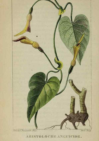 Reproducción/Reproduction 46446322184: Flore pittoresque et médicale des Antilles, ou, Histoire naturelle des plantes usuelles des colonies françaises, anglaises, espagnoles, et portugaises /. Paris :Ches l'Editeur,1833.. 