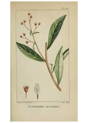 Reproducción/Reproduction 47169841261: Flore pittoresque et médicale des Antilles, ou, Histoire naturelle des plantes usuelles des colonies françaises, anglaises, espagnoles, et portugaises /. Paris :Ches l'Editeur,1833.. 
