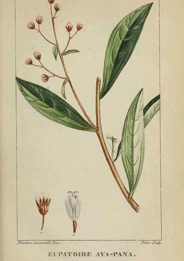 Reproducción/Reproduction 47169841261: Flore pittoresque et médicale des Antilles, ou, Histoire naturelle des plantes usuelles des colonies françaises, anglaises, espagnoles, et portugaises /. Paris :Ches l'Editeur,1833.. 