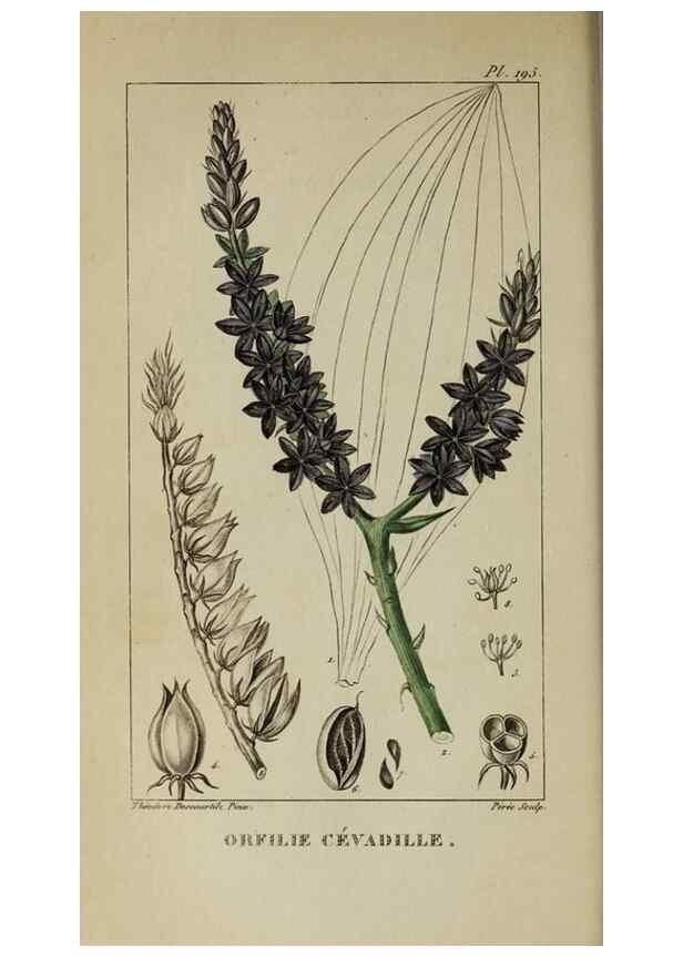 Reproducción/Reproduction 32228010447: Flore pittoresque et médicale des Antilles, ou, Histoire naturelle des plantes usuelles des colonies françaises, anglaises, espagnoles, et portugaises /. Paris :Ches l'Editeur,1833.. 