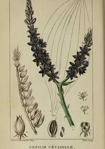 Reproducción/Reproduction 32228010447: Flore pittoresque et médicale des Antilles, ou, Histoire naturelle des plantes usuelles des colonies françaises, anglaises, espagnoles, et portugaises /. Paris :Ches l'Editeur,1833.. 