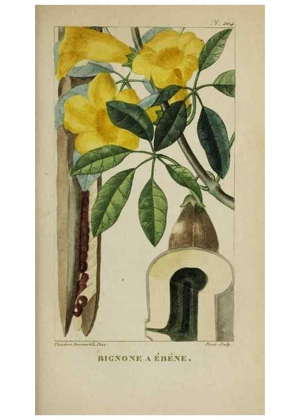 Reproducción/Reproduction 47169842831: Flore pittoresque et médicale des Antilles, ou, Histoire naturelle des plantes usuelles des colonies françaises, anglaises, espagnoles, et portugaises /. Paris :Ches l'Editeur,1833.. 