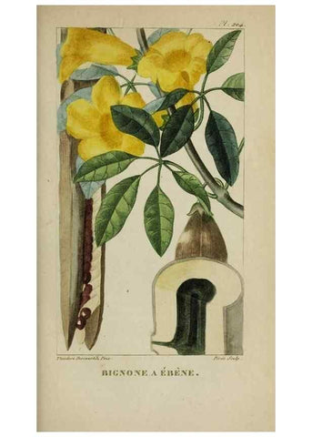 Reproducción/Reproduction 47169842831: Flore pittoresque et médicale des Antilles, ou, Histoire naturelle des plantes usuelles des colonies françaises, anglaises, espagnoles, et portugaises /. Paris :Ches l'Editeur,1833.. 