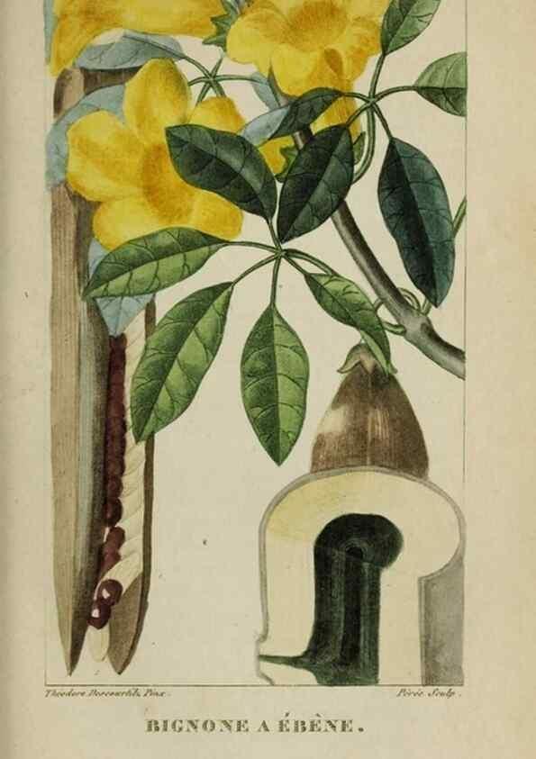 Reproducción/Reproduction 47169842831: Flore pittoresque et médicale des Antilles, ou, Histoire naturelle des plantes usuelles des colonies françaises, anglaises, espagnoles, et portugaises /. Paris :Ches l'Editeur,1833.. 