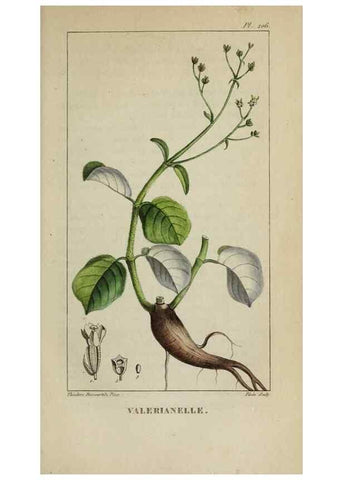Reproducción/Reproduction 40204962643: Flore pittoresque et médicale des Antilles, ou, Histoire naturelle des plantes usuelles des colonies françaises, anglaises, espagnoles, et portugaises /. Paris :Ches l'Editeur,1833.. 