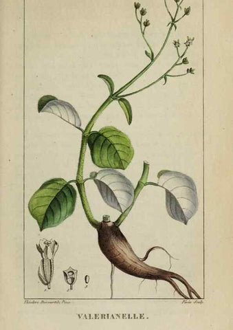 Reproducción/Reproduction 40204962643: Flore pittoresque et médicale des Antilles, ou, Histoire naturelle des plantes usuelles des colonies françaises, anglaises, espagnoles, et portugaises /. Paris :Ches l'Editeur,1833.. 