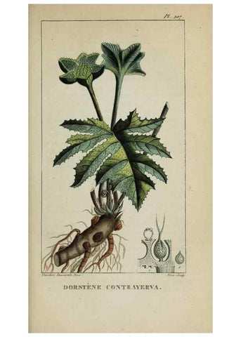 Reproducción/Reproduction 47169846871: Flore pittoresque et médicale des Antilles, ou, Histoire naturelle des plantes usuelles des colonies françaises, anglaises, espagnoles, et portugaises /. Paris :Ches l'Editeur,1833.. 
