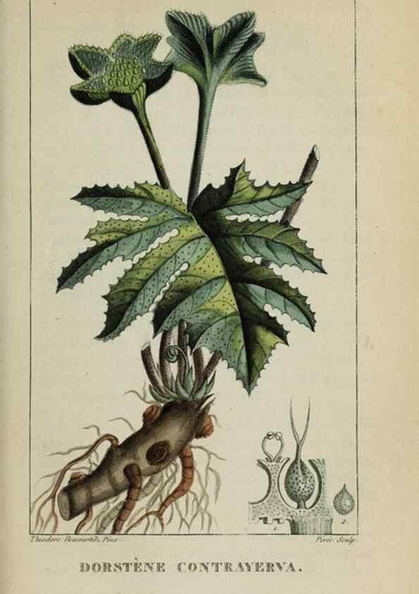 Reproducción/Reproduction 47169846871: Flore pittoresque et médicale des Antilles, ou, Histoire naturelle des plantes usuelles des colonies françaises, anglaises, espagnoles, et portugaises /. Paris :Ches l'Editeur,1833.. 