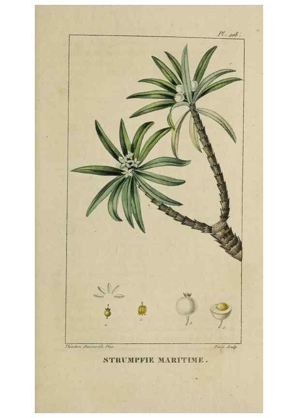 Reproducción/Reproduction 46255739735: Flore pittoresque et médicale des Antilles, ou, Histoire naturelle des plantes usuelles des colonies françaises, anglaises, espagnoles, et portugaises /. Paris :Ches l'Editeur,1833.. 