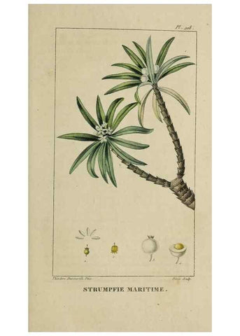 Reproducción/Reproduction 46255739735: Flore pittoresque et médicale des Antilles, ou, Histoire naturelle des plantes usuelles des colonies françaises, anglaises, espagnoles, et portugaises /. Paris :Ches l'Editeur,1833.. 