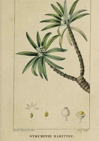 Reproducción/Reproduction 46255739735: Flore pittoresque et médicale des Antilles, ou, Histoire naturelle des plantes usuelles des colonies françaises, anglaises, espagnoles, et portugaises /. Paris :Ches l'Editeur,1833.. 