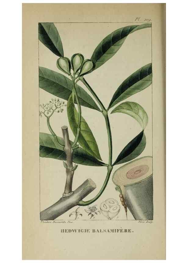 Reproducción/Reproduction 47117861502: Flore pittoresque et médicale des Antilles, ou, Histoire naturelle des plantes usuelles des colonies françaises, anglaises, espagnoles, et portugaises /. Paris :Ches l'Editeur,1833.. 