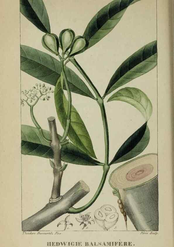 Reproducción/Reproduction 47117861502: Flore pittoresque et médicale des Antilles, ou, Histoire naturelle des plantes usuelles des colonies françaises, anglaises, espagnoles, et portugaises /. Paris :Ches l'Editeur,1833.. 