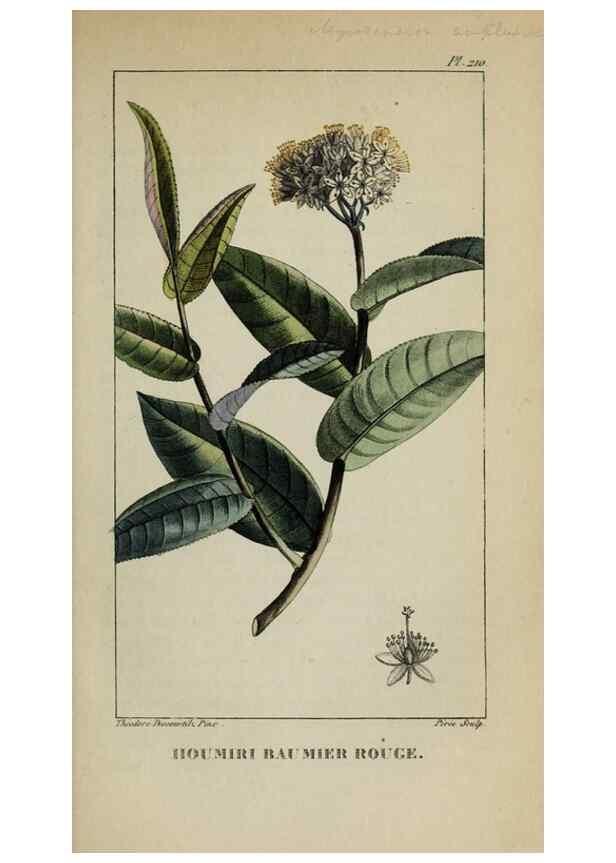 Reproducción/Reproduction 46255740865: Flore pittoresque et médicale des Antilles, ou, Histoire naturelle des plantes usuelles des colonies françaises, anglaises, espagnoles, et portugaises /. Paris :Ches l'Editeur,1833.. 