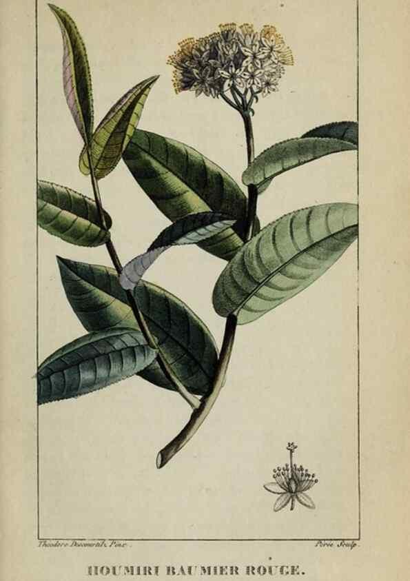 Reproducción/Reproduction 46255740865: Flore pittoresque et médicale des Antilles, ou, Histoire naturelle des plantes usuelles des colonies françaises, anglaises, espagnoles, et portugaises /. Paris :Ches l'Editeur,1833.. 