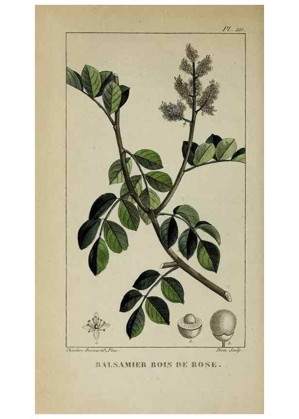 Reproducción/Reproduction 46255741595: Flore pittoresque et médicale des Antilles, ou, Histoire naturelle des plantes usuelles des colonies françaises, anglaises, espagnoles, et portugaises /. Paris :Ches l'Editeur,1833.. 