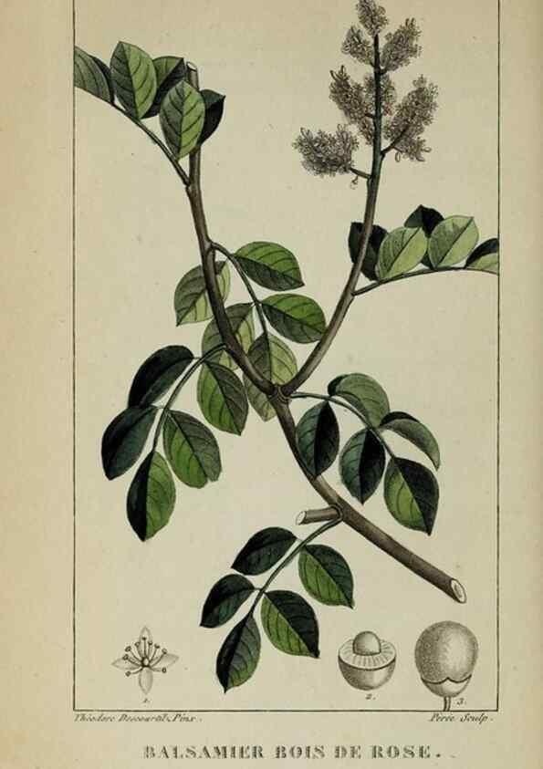 Reproducción/Reproduction 46255741595: Flore pittoresque et médicale des Antilles, ou, Histoire naturelle des plantes usuelles des colonies françaises, anglaises, espagnoles, et portugaises /. Paris :Ches l'Editeur,1833.. 