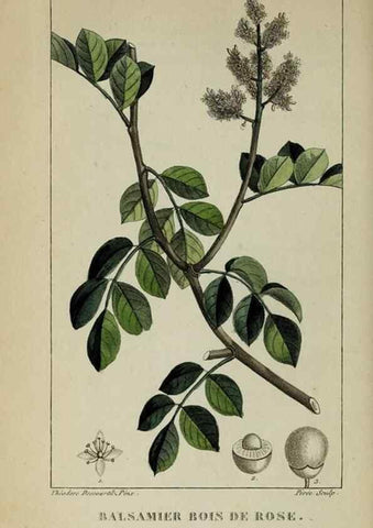 Reproducción/Reproduction 46255741595: Flore pittoresque et médicale des Antilles, ou, Histoire naturelle des plantes usuelles des colonies françaises, anglaises, espagnoles, et portugaises /. Paris :Ches l'Editeur,1833.. 