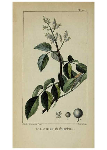 Reproducción/Reproduction 40204966453: Flore pittoresque et médicale des Antilles, ou, Histoire naturelle des plantes usuelles des colonies françaises, anglaises, espagnoles, et portugaises /. Paris :Ches l'Editeur,1833.. 