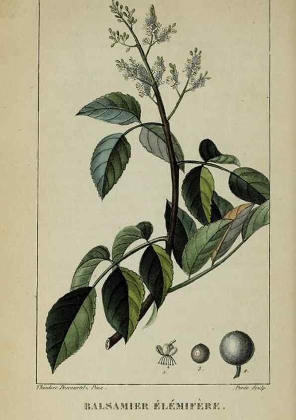 Reproducción/Reproduction 40204966453: Flore pittoresque et médicale des Antilles, ou, Histoire naturelle des plantes usuelles des colonies françaises, anglaises, espagnoles, et portugaises /. Paris :Ches l'Editeur,1833.. 