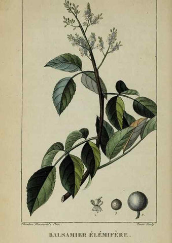 Reproducción/Reproduction 40204966453: Flore pittoresque et médicale des Antilles, ou, Histoire naturelle des plantes usuelles des colonies françaises, anglaises, espagnoles, et portugaises /. Paris :Ches l'Editeur,1833.. 