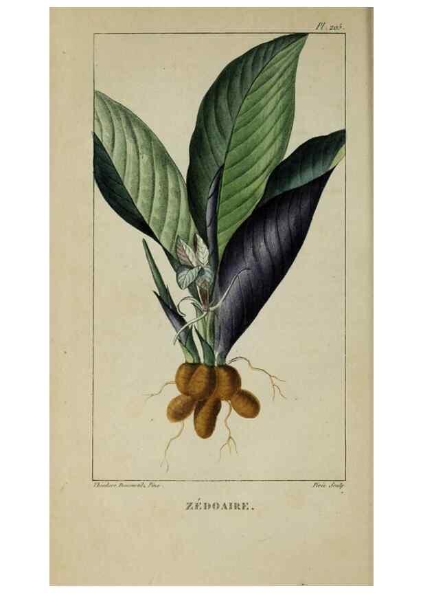 Reproducción/Reproduction 46446326274: Flore pittoresque et médicale des Antilles, ou, Histoire naturelle des plantes usuelles des colonies françaises, anglaises, espagnoles, et portugaises /. Paris :Ches l'Editeur,1833.. 