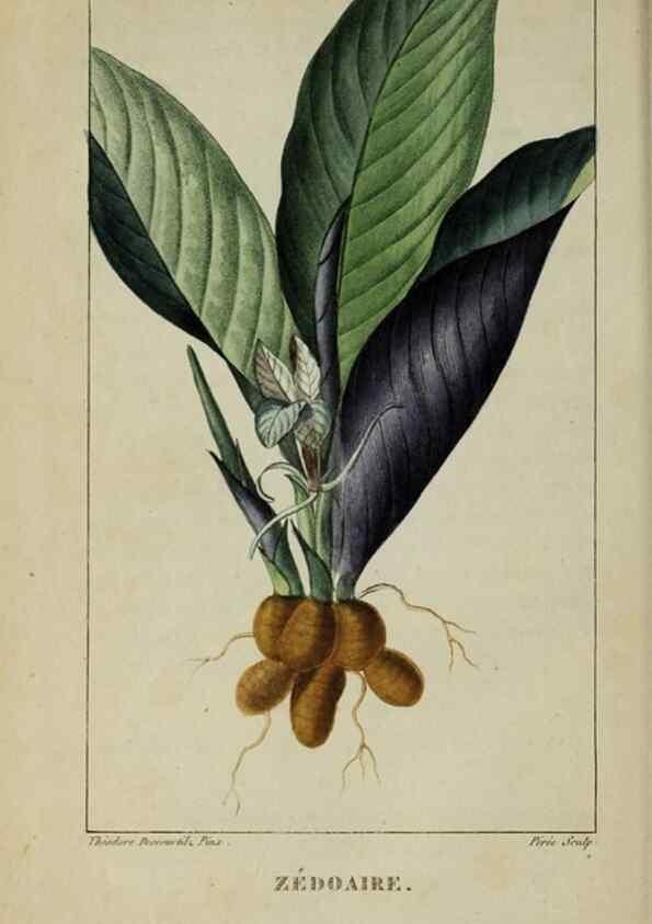Reproducción/Reproduction 46446326274: Flore pittoresque et médicale des Antilles, ou, Histoire naturelle des plantes usuelles des colonies françaises, anglaises, espagnoles, et portugaises /. Paris :Ches l'Editeur,1833.. 