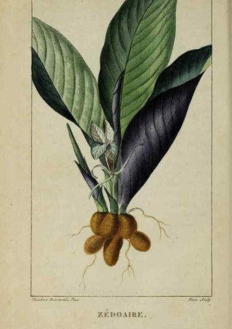 Reproducción/Reproduction 46446326274: Flore pittoresque et médicale des Antilles, ou, Histoire naturelle des plantes usuelles des colonies françaises, anglaises, espagnoles, et portugaises /. Paris :Ches l'Editeur,1833.. 