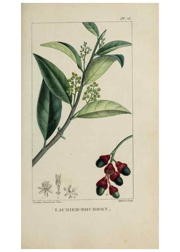 Reproducción/Reproduction 47169685031: Flore pittoresque et médicale des Antilles, ou, Histoire naturelle des plantes usuelles des colonies françaises, anglaises, espagnoles, et portugaises /. Paris :Ches l'Editeur,1833.. 