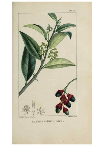 Reproducción/Reproduction 47169685031: Flore pittoresque et médicale des Antilles, ou, Histoire naturelle des plantes usuelles des colonies françaises, anglaises, espagnoles, et portugaises /. Paris :Ches l'Editeur,1833.. 