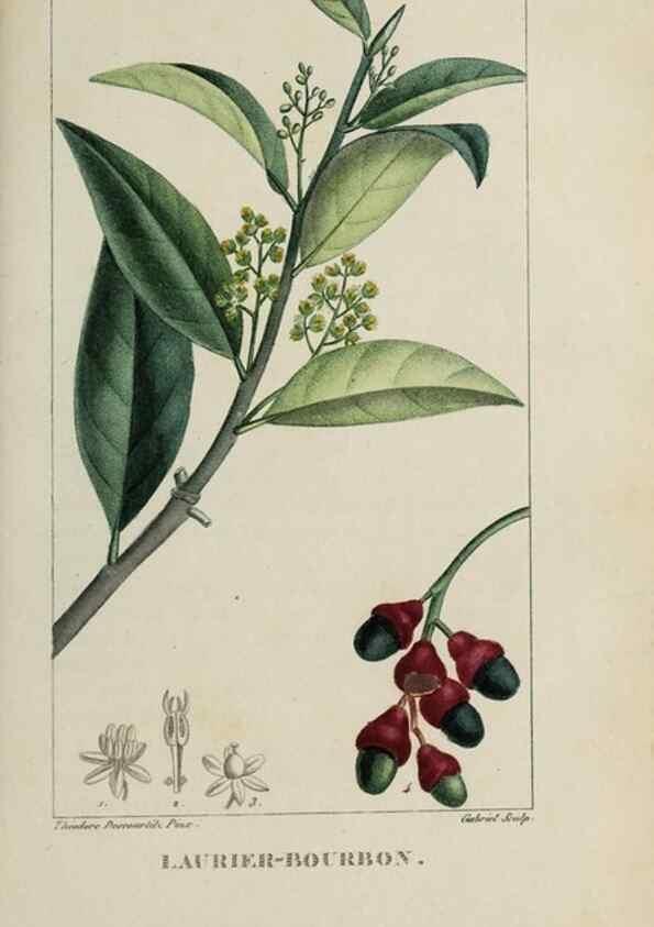 Reproducción/Reproduction 47169685031: Flore pittoresque et médicale des Antilles, ou, Histoire naturelle des plantes usuelles des colonies françaises, anglaises, espagnoles, et portugaises /. Paris :Ches l'Editeur,1833.. 