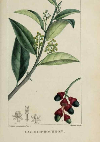 Reproducción/Reproduction 47169685031: Flore pittoresque et médicale des Antilles, ou, Histoire naturelle des plantes usuelles des colonies françaises, anglaises, espagnoles, et portugaises /. Paris :Ches l'Editeur,1833.. 