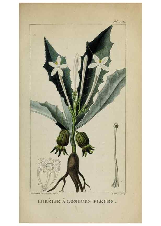 Reproducción/Reproduction 47169792211: Flore pittoresque et médicale des Antilles, ou, Histoire naturelle des plantes usuelles des colonies françaises, anglaises, espagnoles, et portugaises /. Paris :Ches l'Editeur,1833.. 